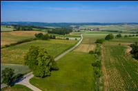 Riesige Linde 3