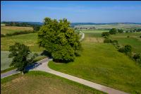 Riesige Linde 2