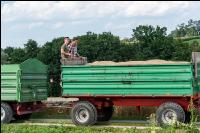 Roggen Ernte 58