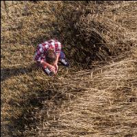Roggen Ernte 71