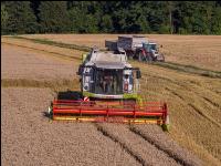 Weizen Ernte 242