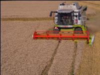 Weizen Ernte 241