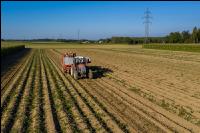 Speisekartoffel Ernte 20