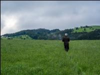 Rehkitzsuche mit Drohne 7