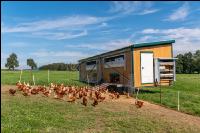 Mobiler Hennenstall 11