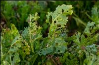 Cercospora Blattfleckenkrankhe