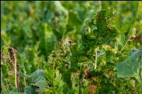 Cercospora Blattfleckenkrankhe