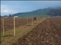 Agroforst anlegen 13