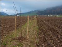 Agroforst anlegen 12