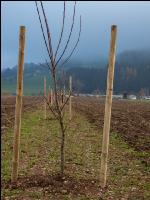 Agroforst anlegen 11