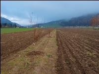 Agroforst anlegen 10