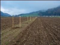 Agroforst anlegen 5