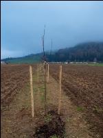 Agroforst anlegen 4