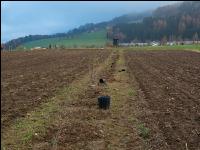 Agroforst anlegen 3