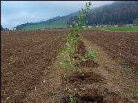 Agroforst anlegen 1