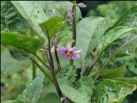Aubergine Blüte