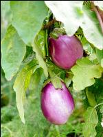 Aubergine 9
