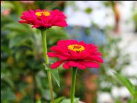 Zinnia 7