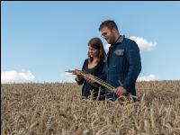 Milling wheat to harvest 7