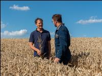 Milling wheat to harvest 4