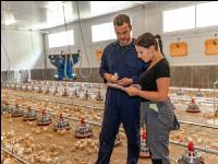 Broiler biological 56