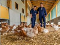 Broiler biological 39