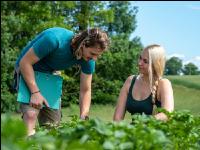 Potato leave development 38