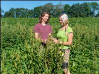 Amaranth in Soja 4