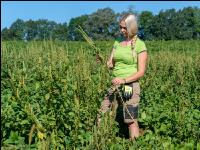 Amaranth in Soja 2