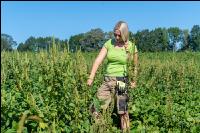 Amaranth in Soja 1