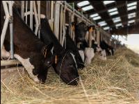 Heufütterung Holstein 5