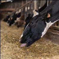 Totalmischration Holstein 3