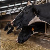 Totalmischration Holstein 2