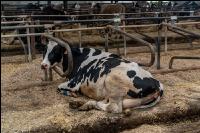 Resting boxes Holstein