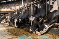 Totalmischration Holstein 1