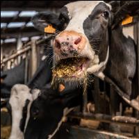 Totalmischration Holstein 4