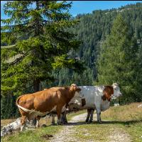 Weidevieh auf Alm 6