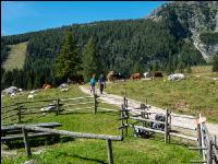 Wanderer und Weidevieh
