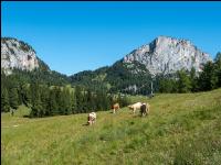 Weidevieh auf Alm 1