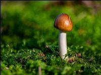 Waldboden mit Pilzen 4