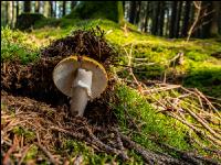 Waldboden mit Pilzen 2