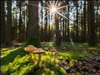 Waldboden mit Pilzen 1