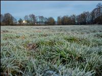 Wiese am Neujahrstag 2