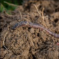 Schwarzkopfregenwurm 13