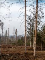 Schwere Borkenkäferschäden 9