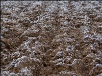 Schwarzbrache Frost 4