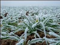 Wheat on New Years day 15