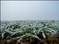 Wheat on New Years day 14