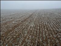 Wheat on New Years day 13