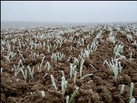 Wheat on New Years day 12